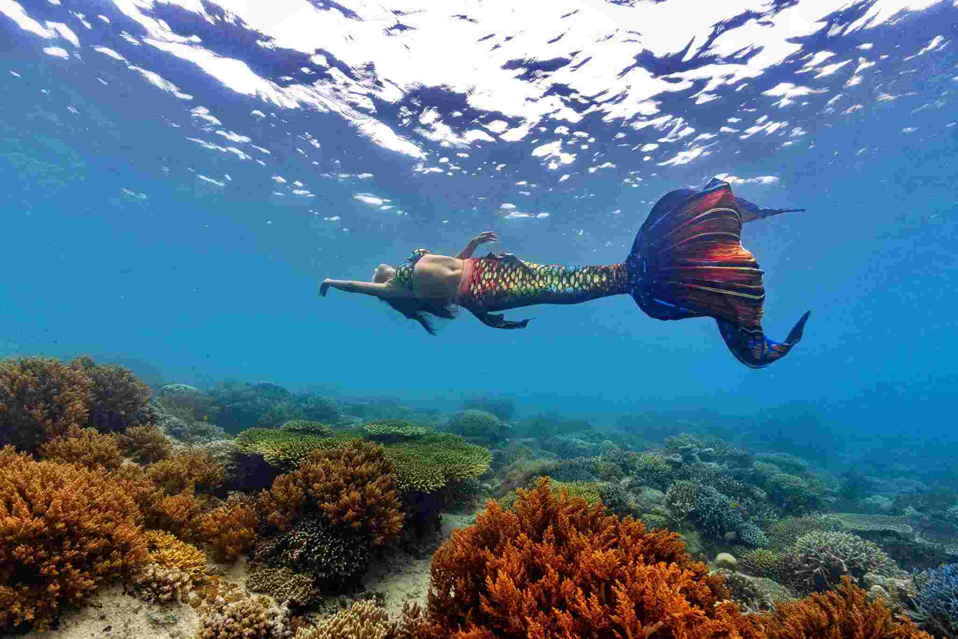 Angelia swimming above a coral reef