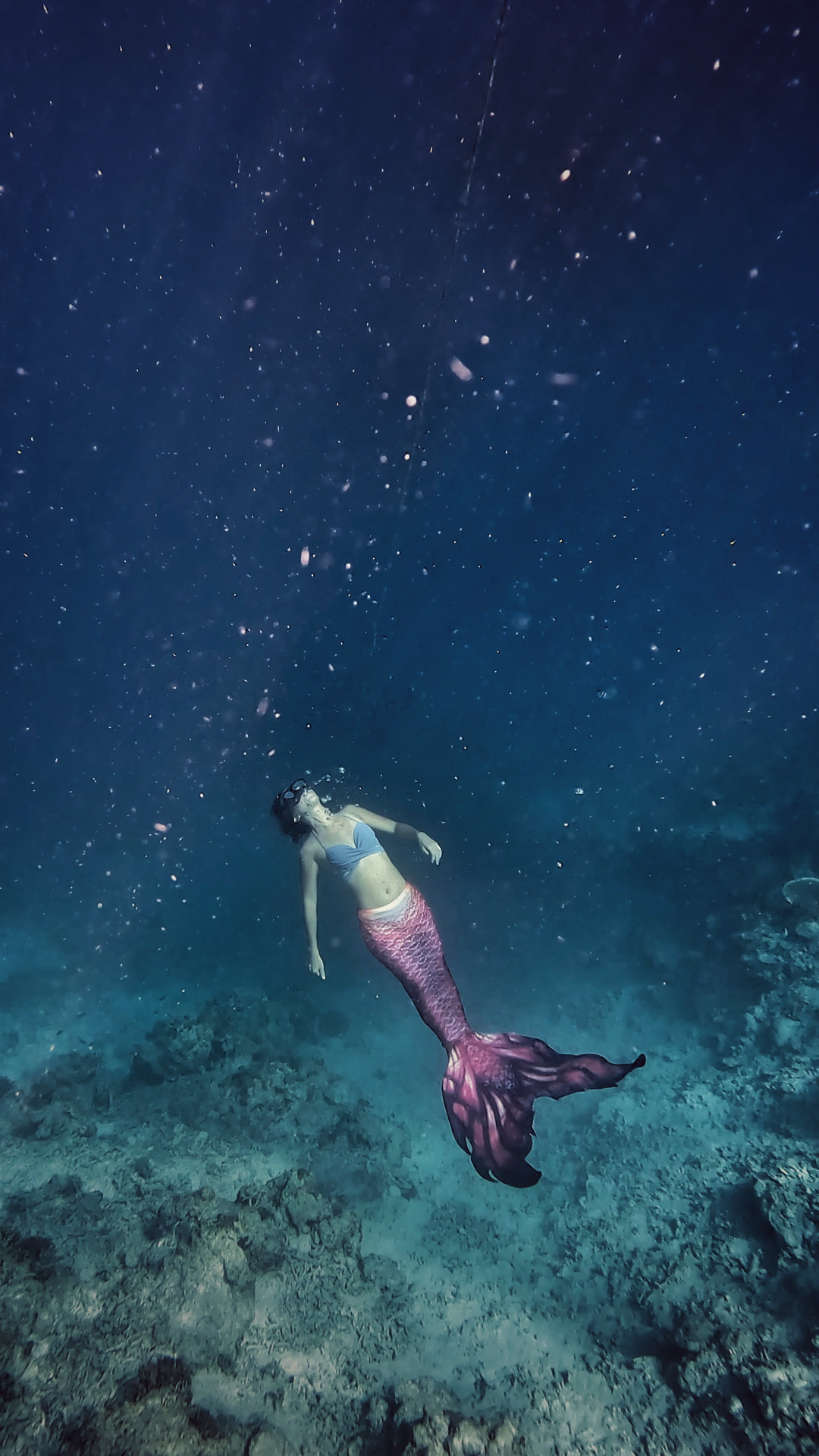 Angelia descending over a coral reef